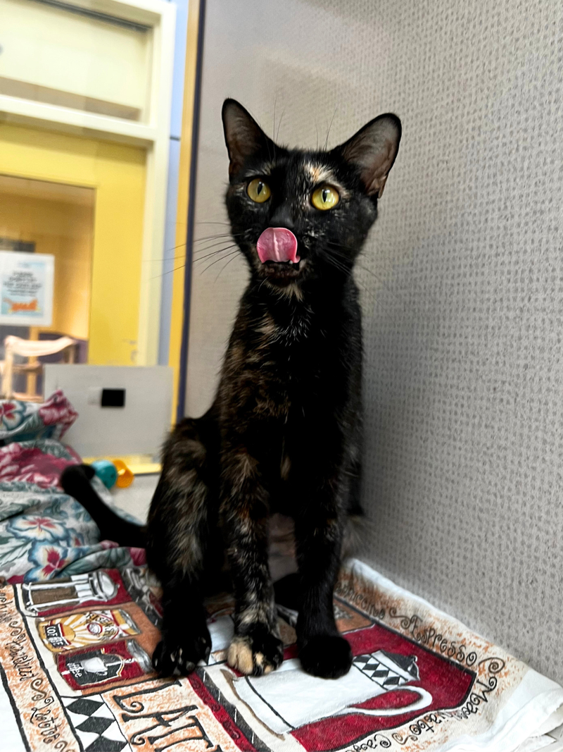 Adopt Don't Shop