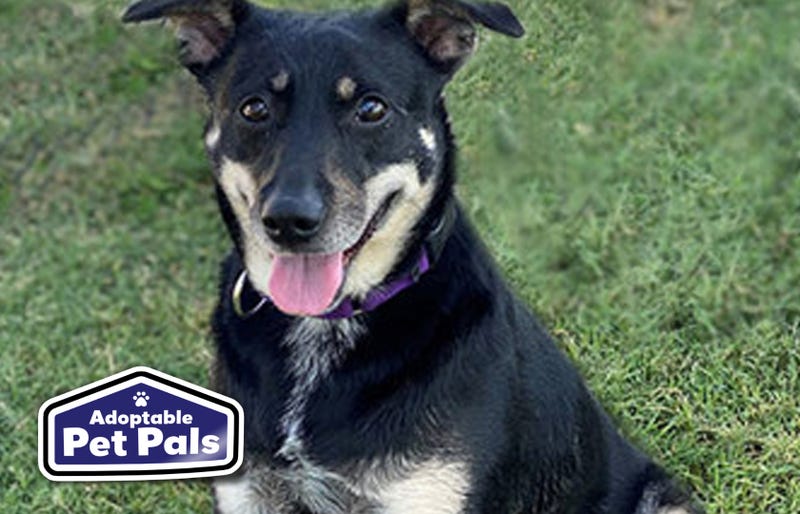 SPCA of Texas