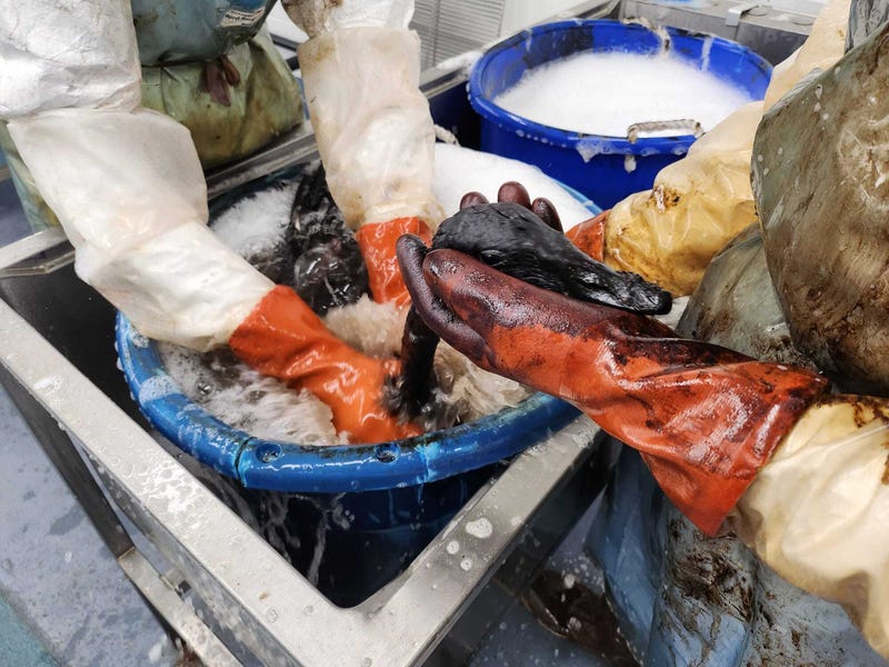 two people wash a goose in a bucket
