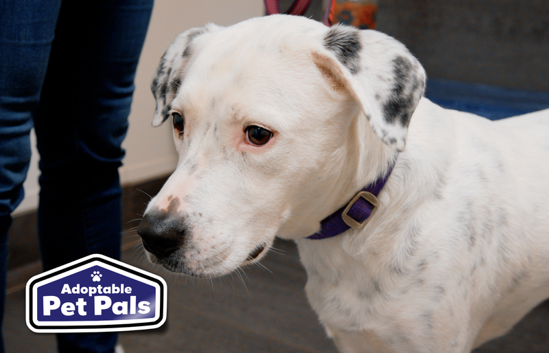 SPCA of Texas