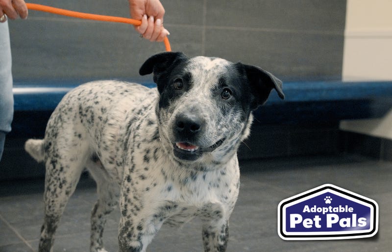 SPCA of Texas