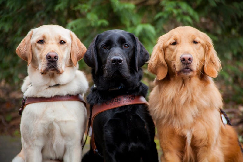 Guide Dog for the Blind