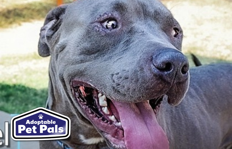 SPCA of Texas