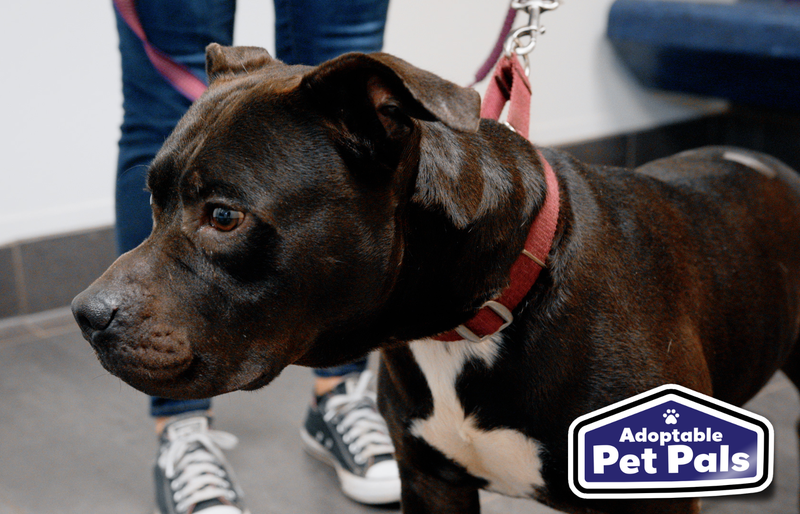 SPCA of Texas