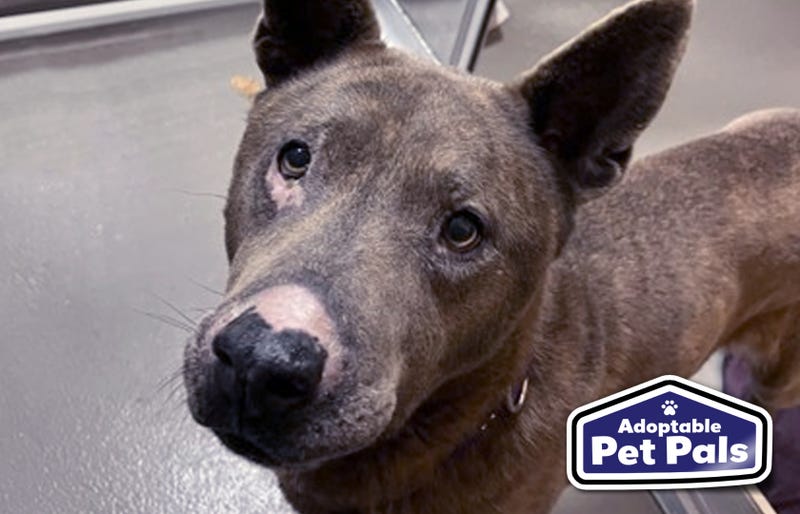 SPCA of Texas