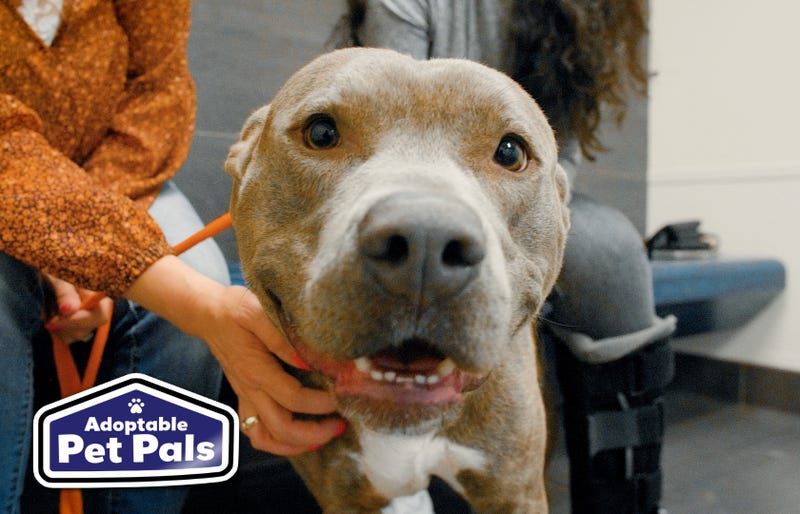 SPCA of Texas