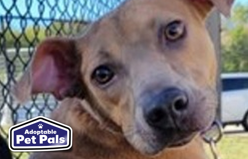 SPCA of Texas