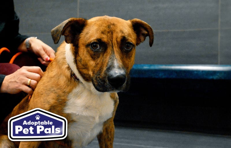SPCA of Texas