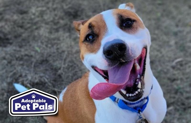 SPCA of Texas
