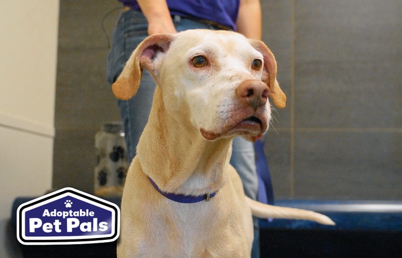 SPCA of Texas