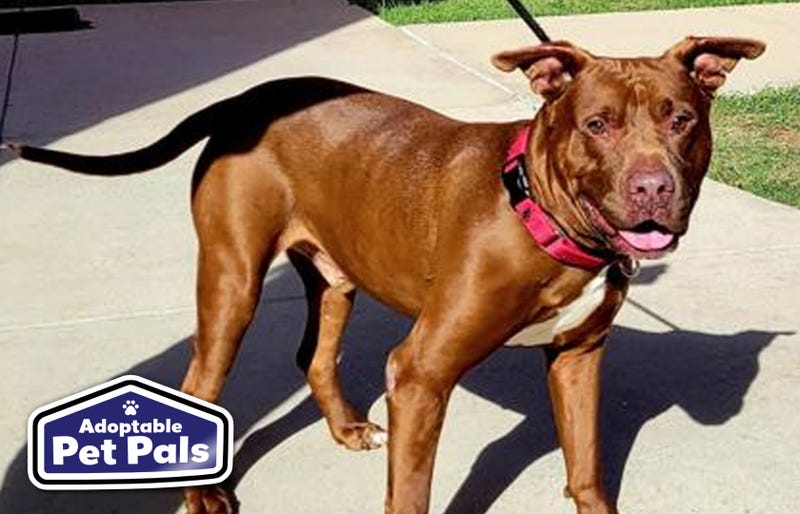 SPCA of Texas