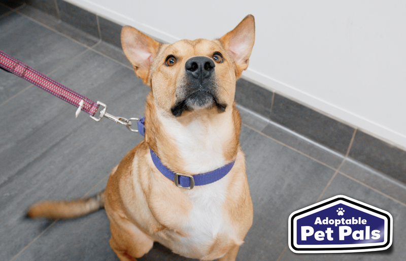 SPCA of Texas
