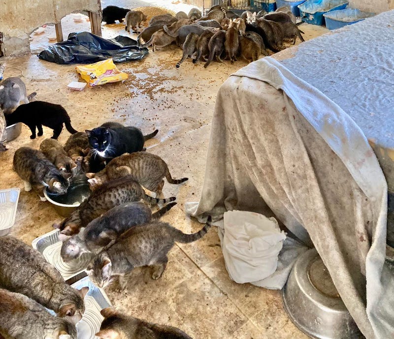 Animal rescuers said it will cost more than $40,000 to rehabilitate the 150 cats