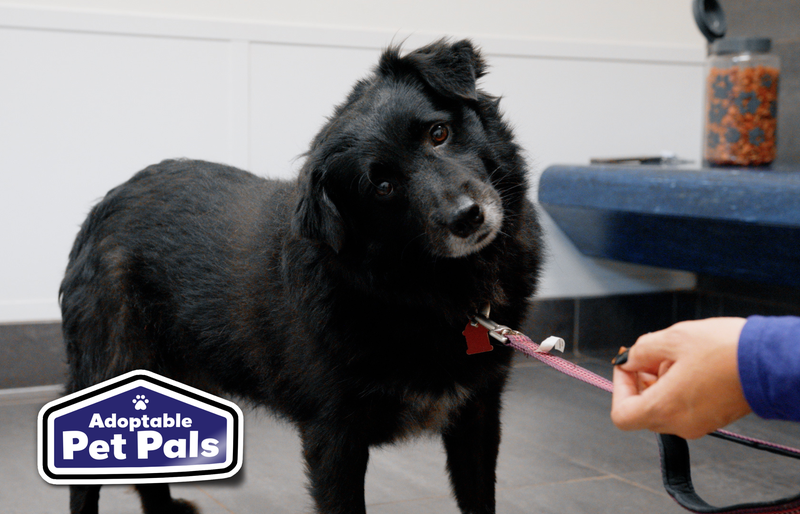 SPCA of Texas