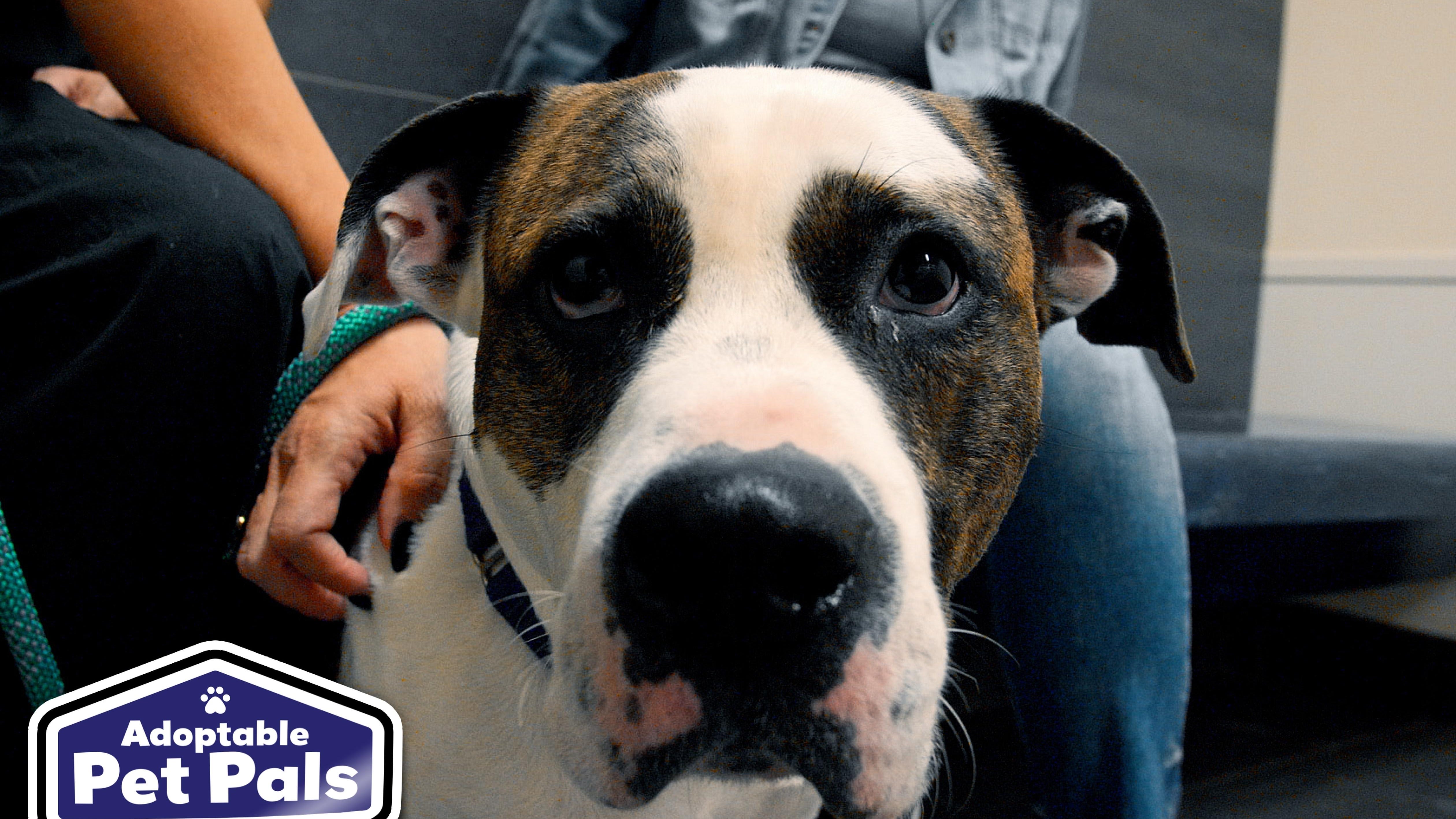 Adoptable Pet Pals: Meet Garbanzo!
