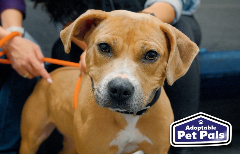 SPCA of Texas