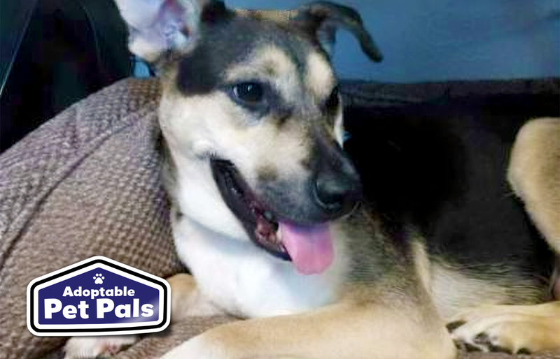 SPCA of Texas