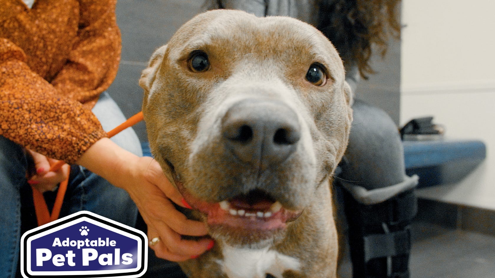 Adoptable Pet Pals: Meet Boks!