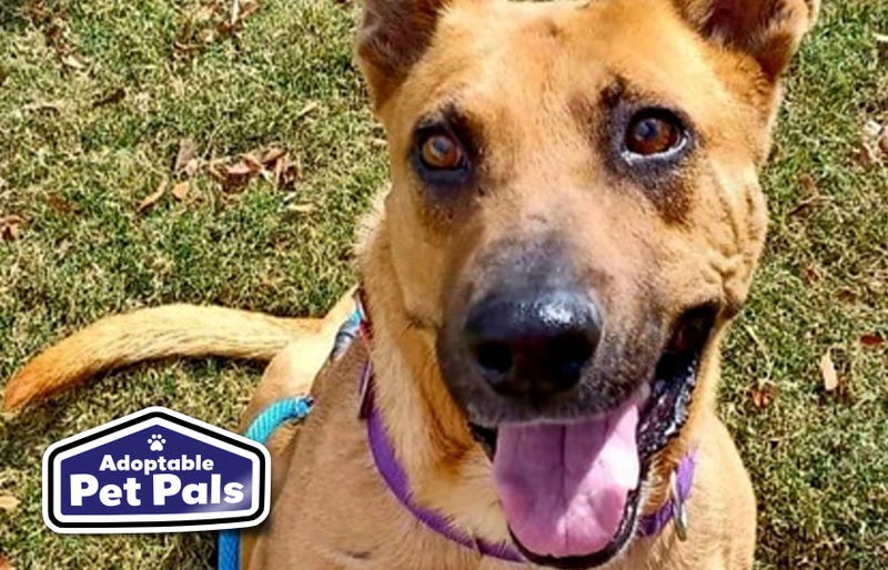 SPCA of Texas