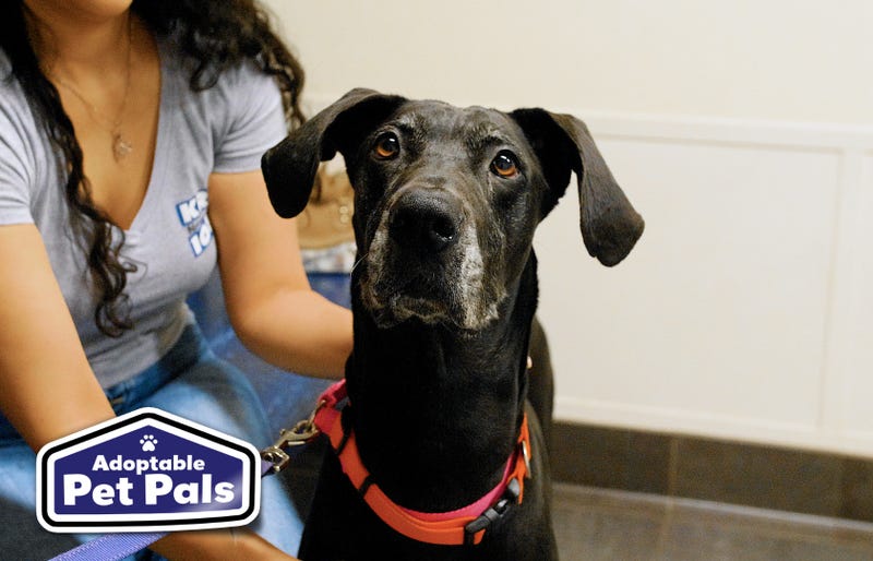 SPCA of Texas