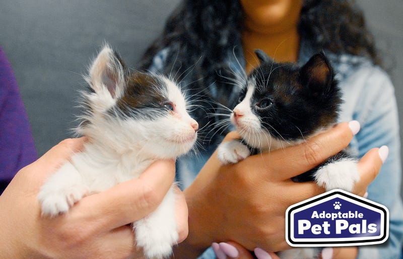 SPCA of Texas