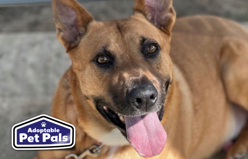 SPCA of Texas