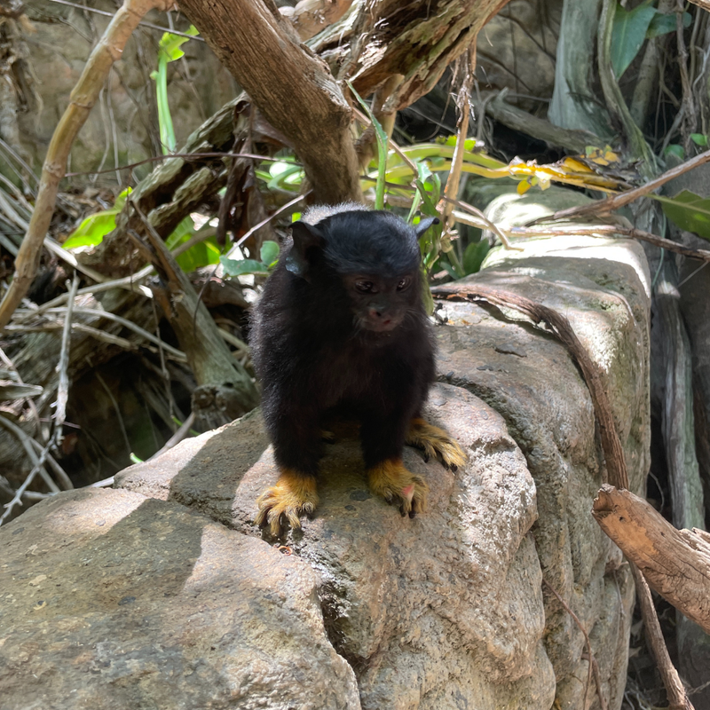 Coop's Adventures at Sandals® Royal Curaçao