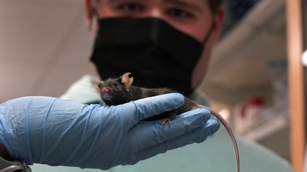 St. Louis researchers breed first-ever mice with autism in hopes of finding treatment