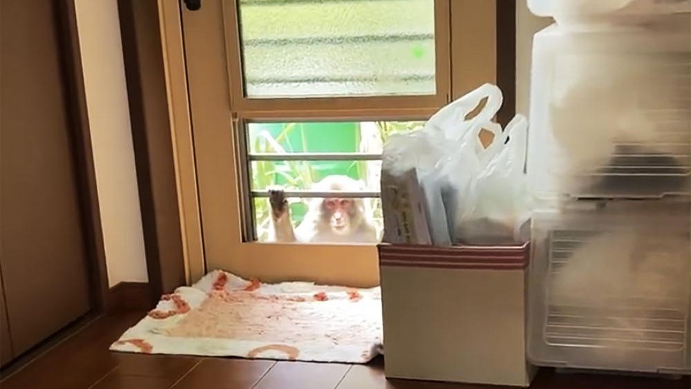 Japanese city alarmed by biting, clawing, attacking monkeys