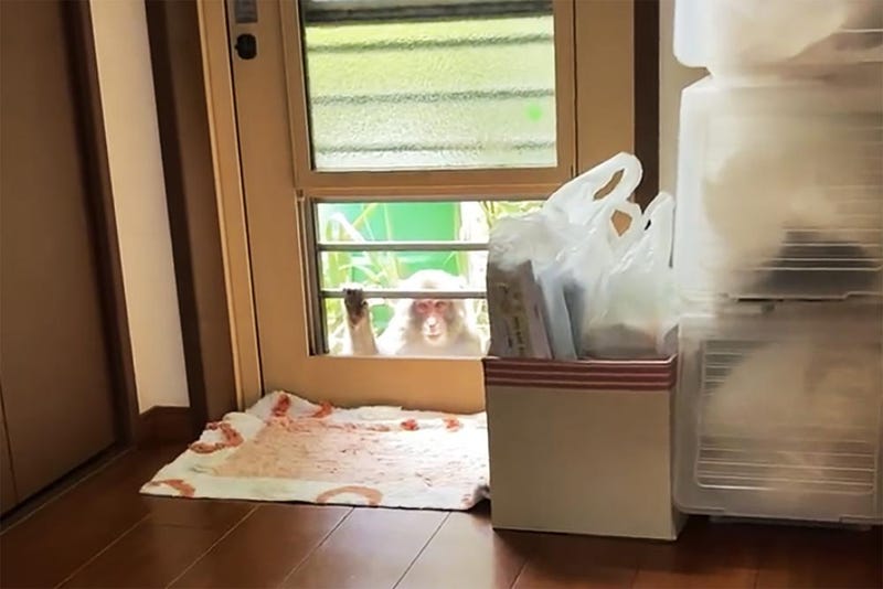 This image from a video shows a monkey loitering around a home in Yamaguchi, Japan, Saturday, July 23, 2022. People in the southwestern Japanese city have come under attack from monkeys that are trying to snatch babies, biting and clawing at flesh, and sneaking into nursery schools