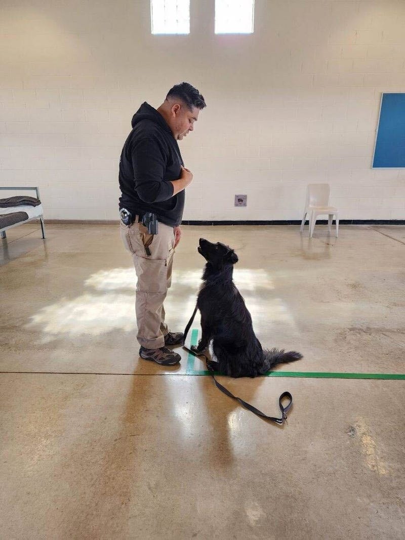 Dog Trooper