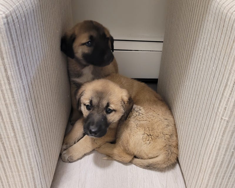 Both puppies are up for adoption at the Town of Brookhaven Animal Shelter