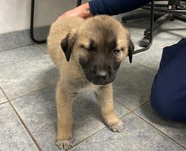 The pup is on the road to recovery but will require "extensive" rehabilitative surgery, officials said