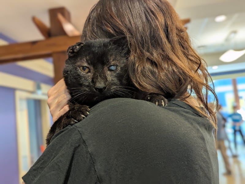 Richmond SPCA