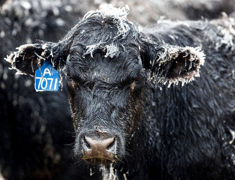 Ice forms on a calf at a ranch outside of Kilgore, Neb., Wednesday, April 10, 2019. A bomb cyclone storm bringing heavy snow and strong winds to several Rockies and Plains states is making travel difficult in many areas and impossible in others. Officials