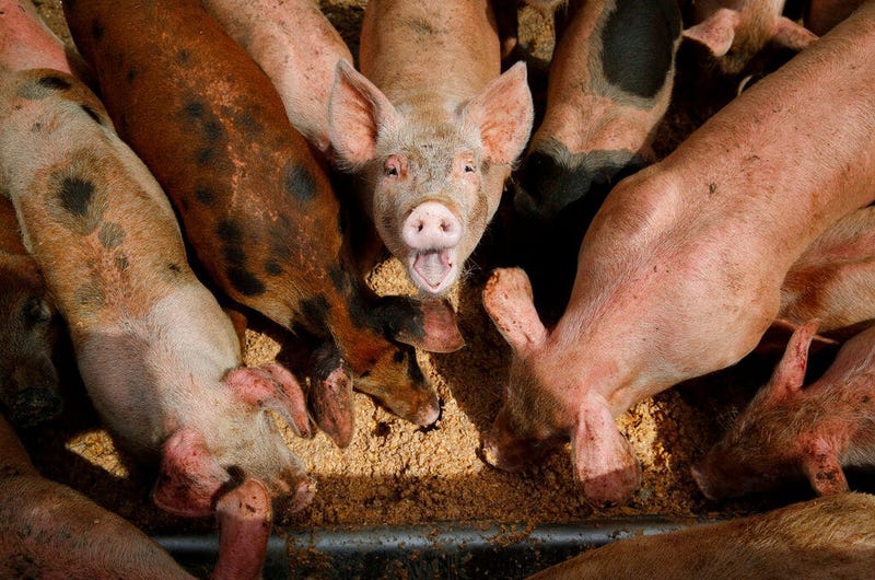 pigs eat from a trough at the Las Vegas Livestock pig farm in Las Vegas. The farm feeds their pigs with food wast from Las Vegas casinos.