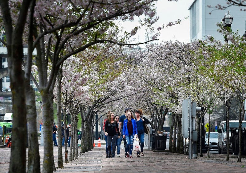 Pedestrians make their way through a row of Cherry trees at Riverfront Park along First Ave. North in Nashville, Tenn