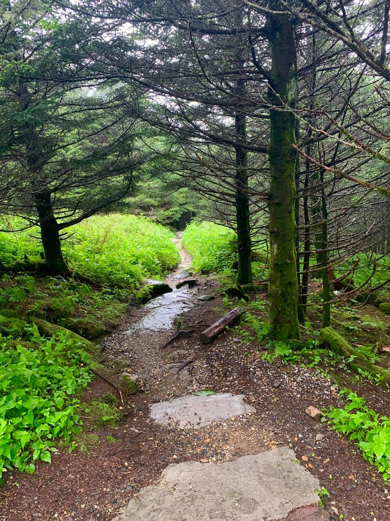 mount mitchell