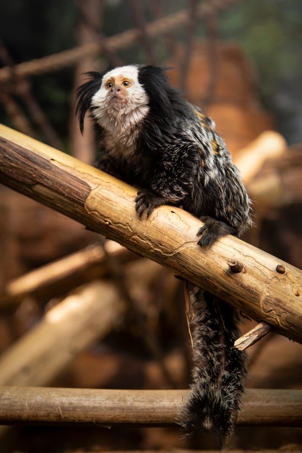Geoffroy's marmoset