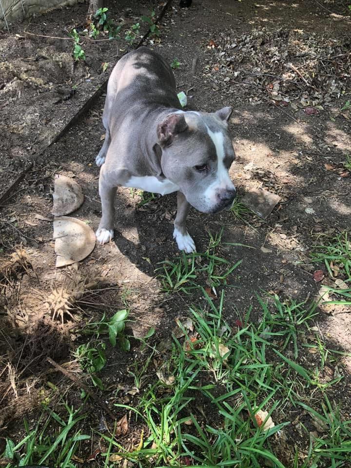 Stolen Service Dog