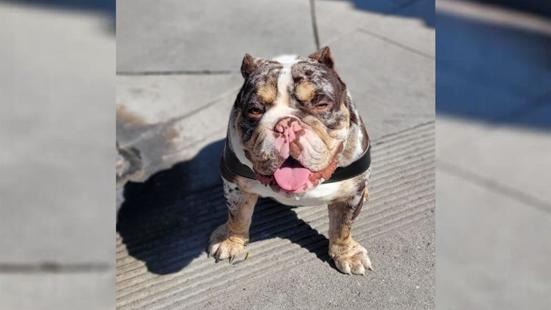 english bulldog