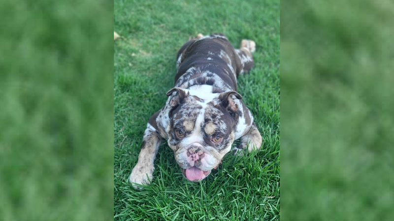 English bulldog