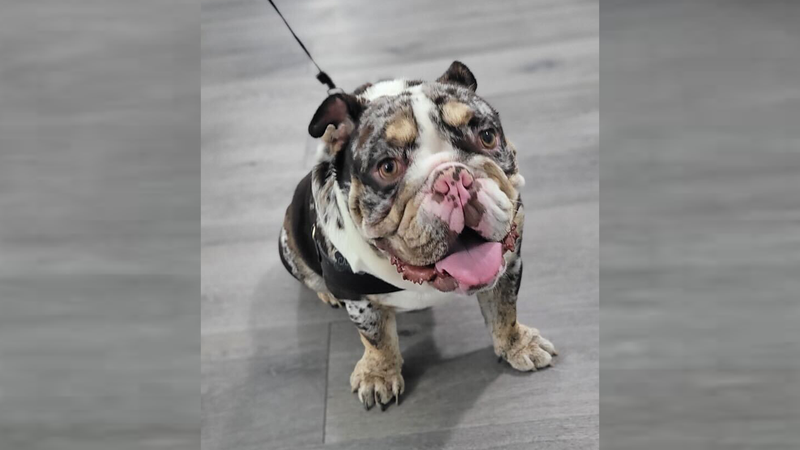 English bulldog