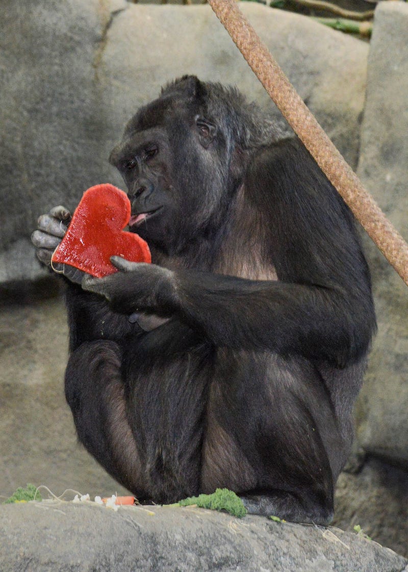 Koola, one of Brookfield Zoo’s western lowland gorillas, gets ready to eat the early Valentine’s treat she received this week from the animal care staff.