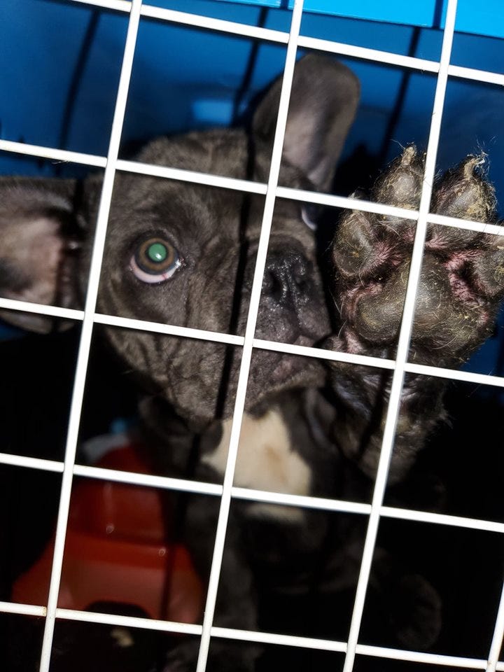 A pack of French Bulldogs that survived a close encounter with death while stranded at O’Hare Airport will likely be deported in the coming days, an animal welfare group says.