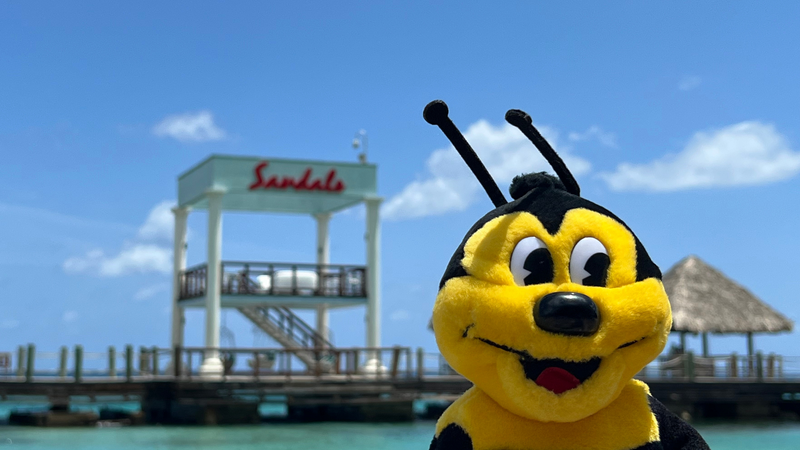 Day 2: Buzzbee at Sandals Ochi in Ocho Rios, Jamaica