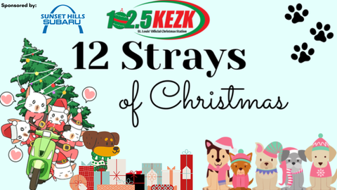 12 Strays of Christmas with Julie Tristan!