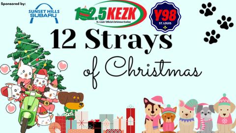 12 Strays of Christmas with Julie Tristan!