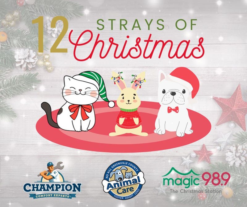 12 Strays of Christmas