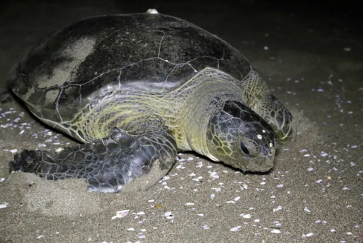 Turtle